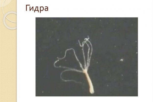 Kraken рабочий