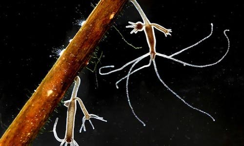 Kraken даркнет рынок ссылка